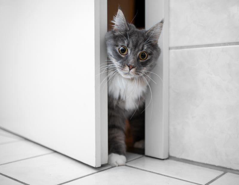 gato puerta