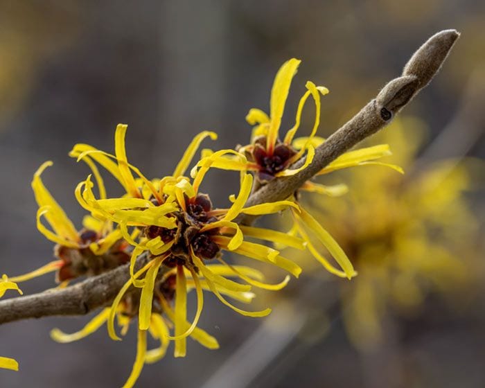 hamamelis