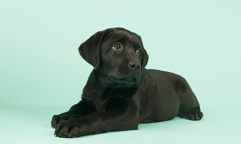 labrador