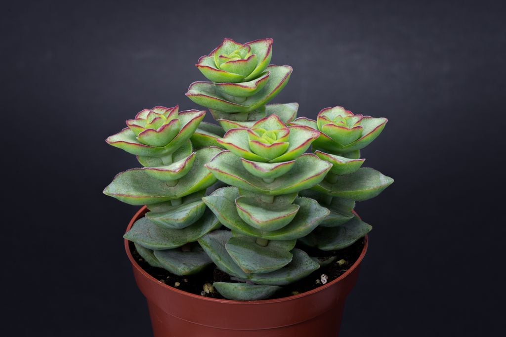 crassula perforata o planta acordeon