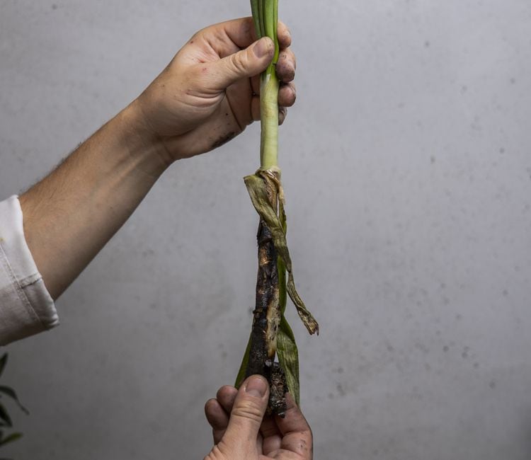 Pelando 'calçot'