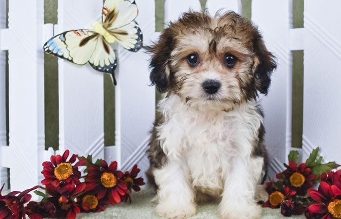 Cachorro cavachon 