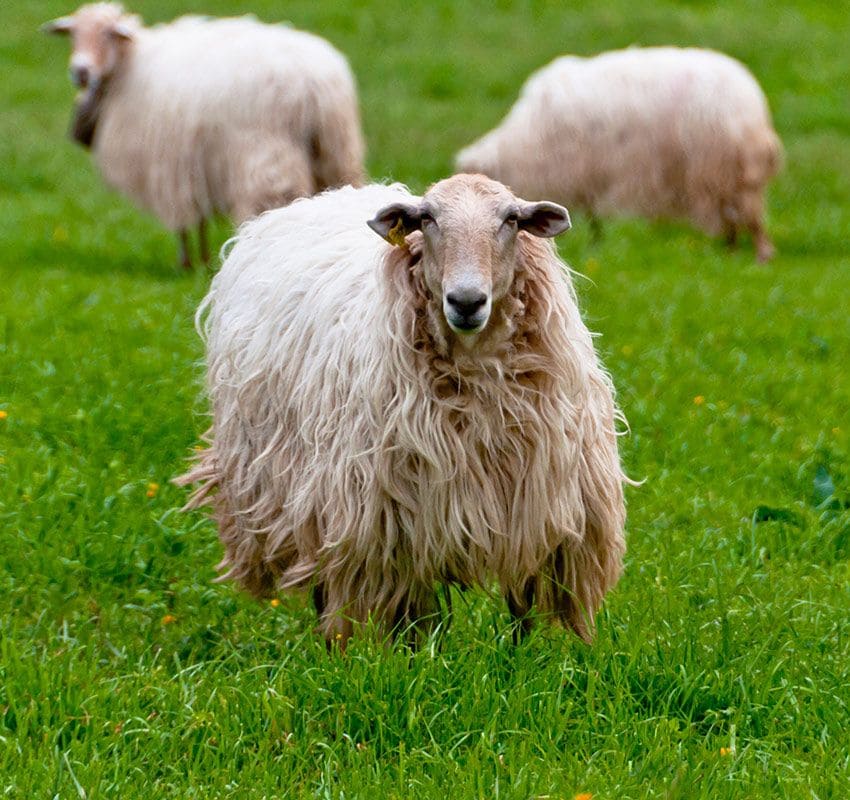 Ovejas latxas, Navarra