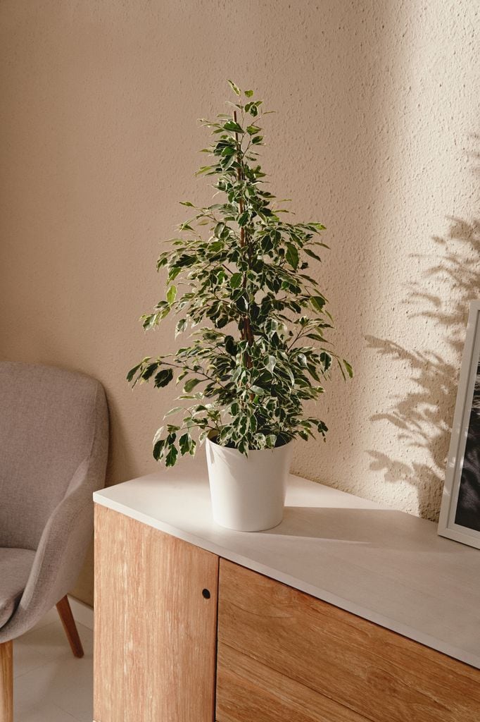 ‘Ficus benjamina’