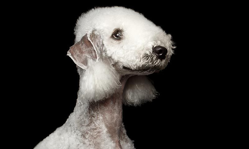 bedlington terrieri