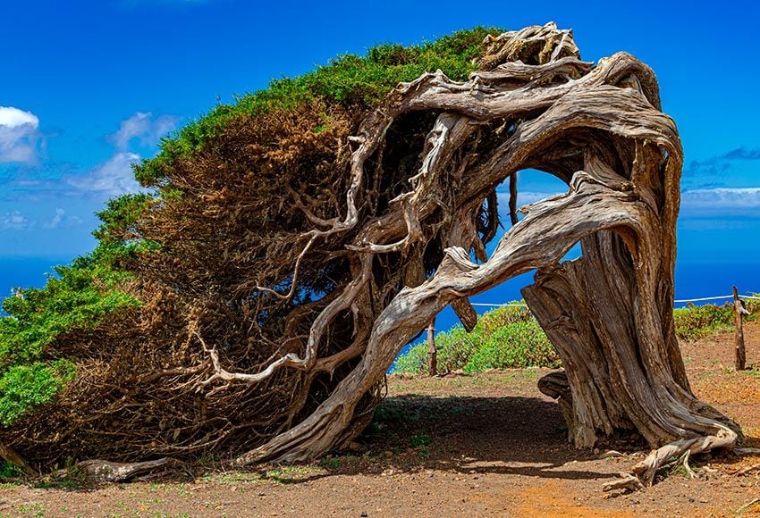 el sabinar el hierro