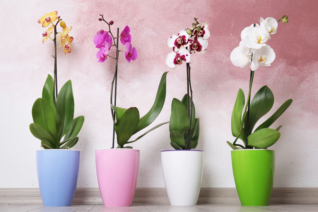 Hermosas flores de orquídeas tropicales en macetas sobre el suelo cerca de una pared de color.