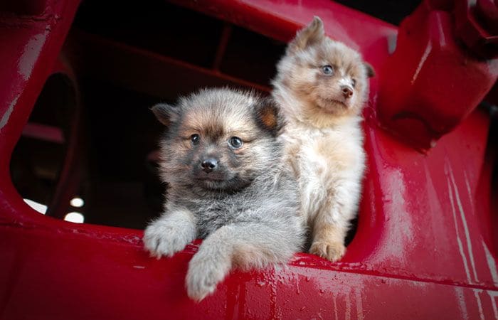 pomsky-marron