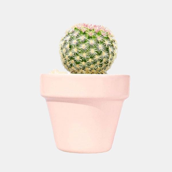 cactus maceta