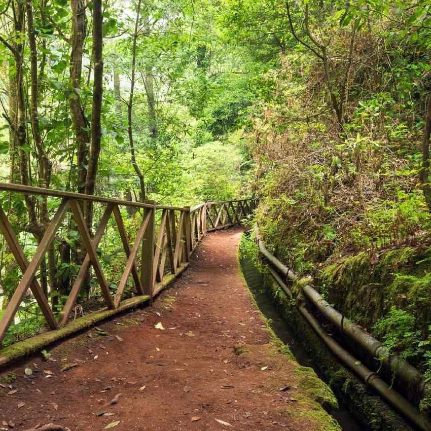 senderismo en el bosque de los tilos la palma