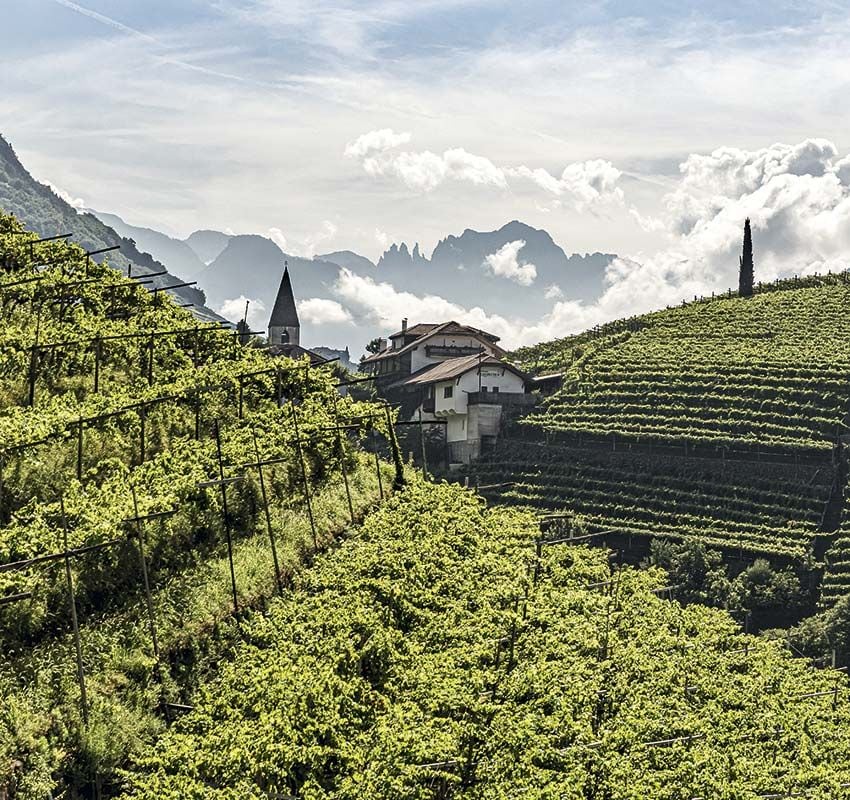 Viñedo en el Trentino, Italia