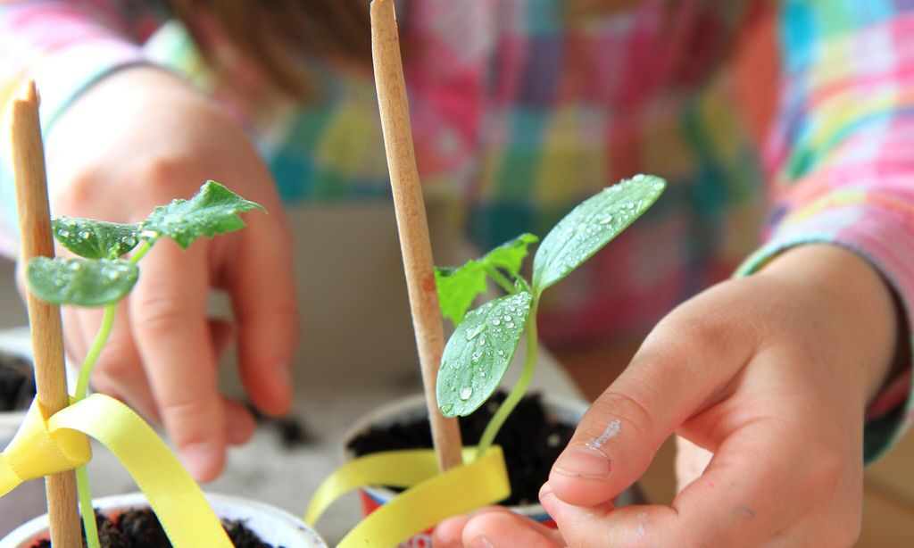 manos de ni a manipulando plantas