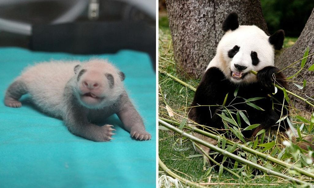 panda33-Collage-U41081056606qRZ