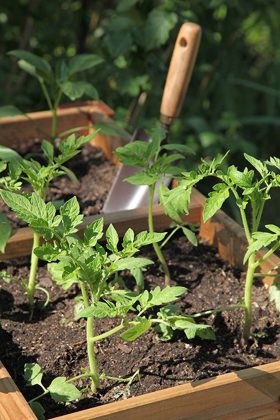 cultivar plantas tomateras 2