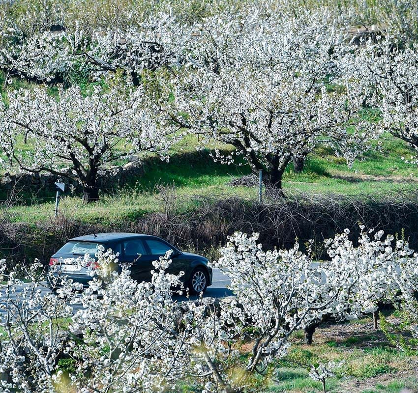 Floración en el Valle del Jerte, Cáceres