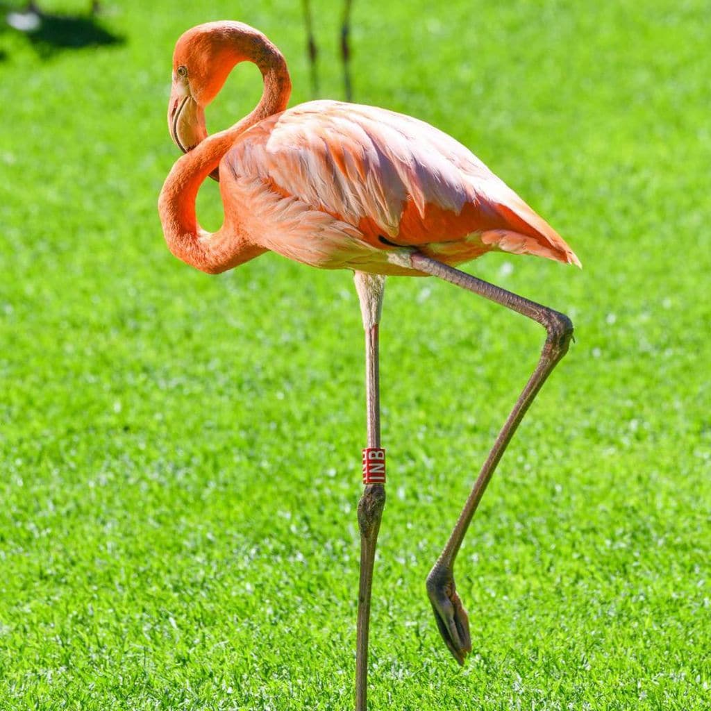 loro parque santa cruz de tenerife 