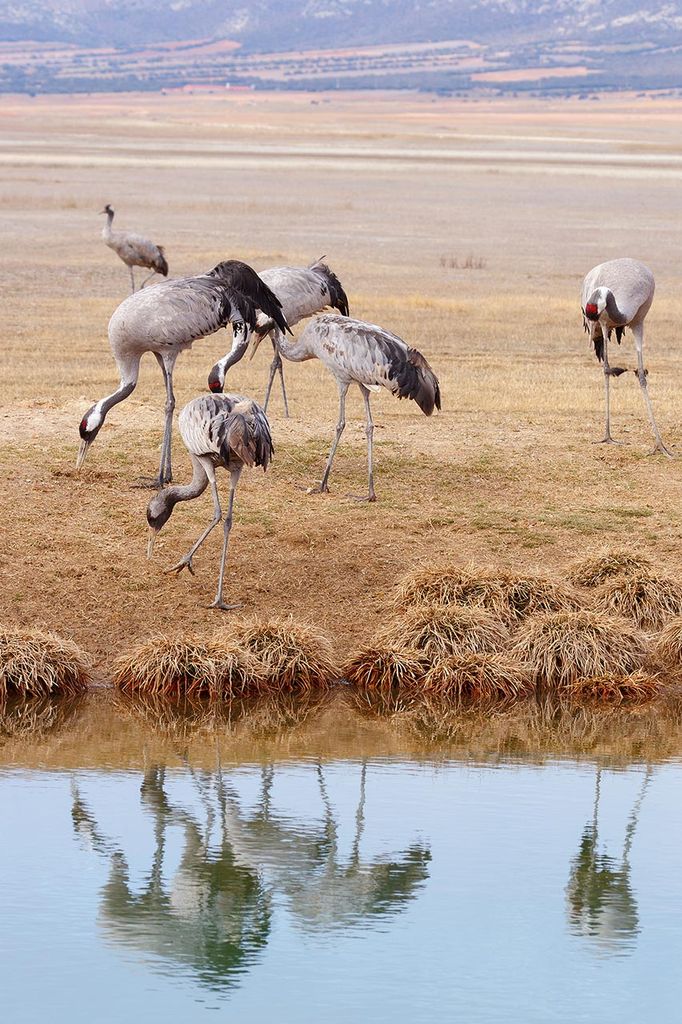 grullas-en-gallocanta