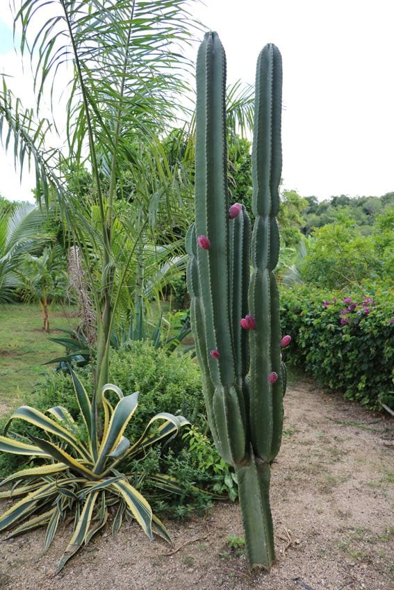 cactus cereus decorar plantas hola 02