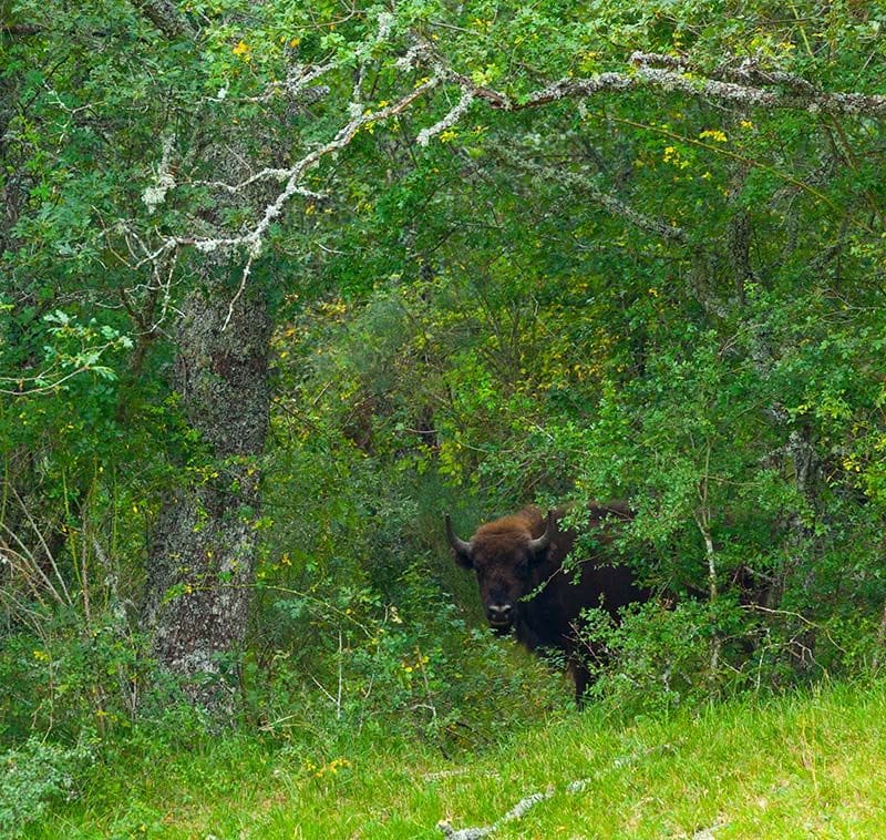 Palencia bisontes