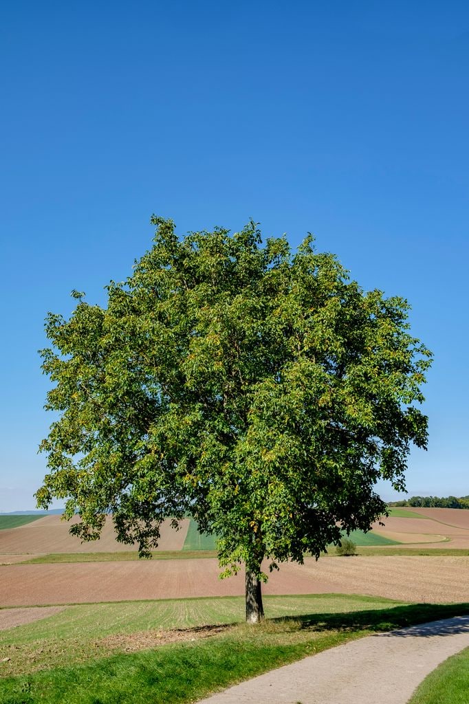 Nogal (Juglans regia)