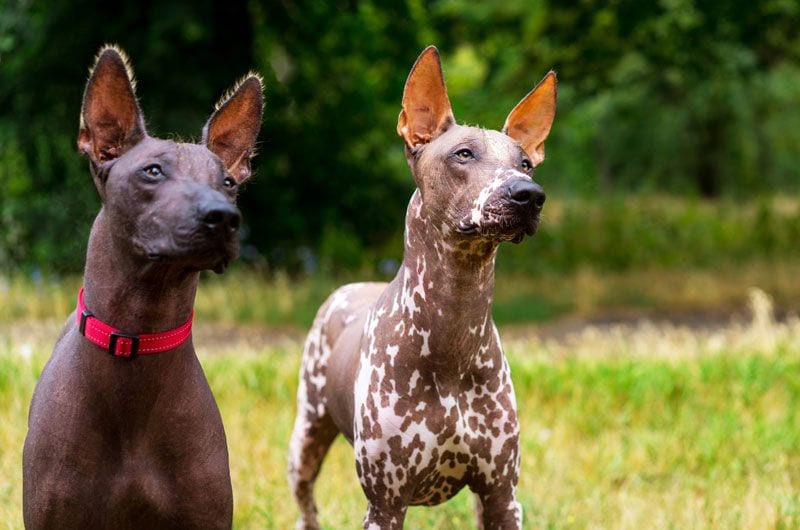 xoloitzcuintle2