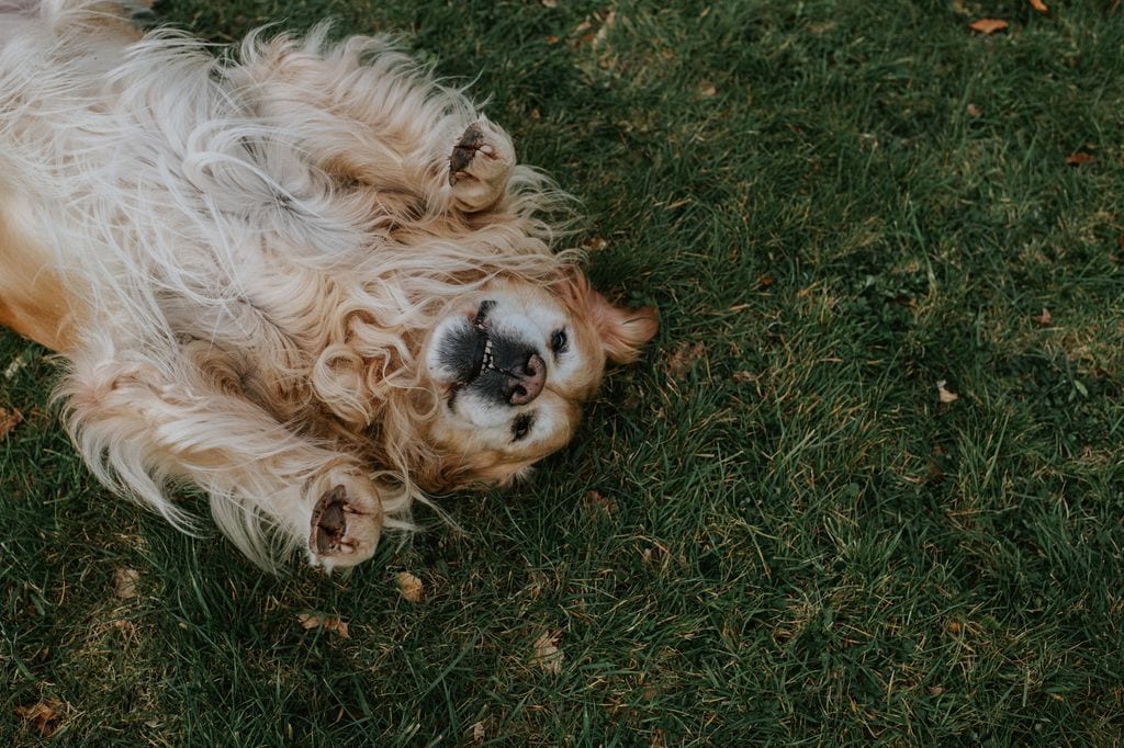 Un golden retriever tumbado en la hierba.