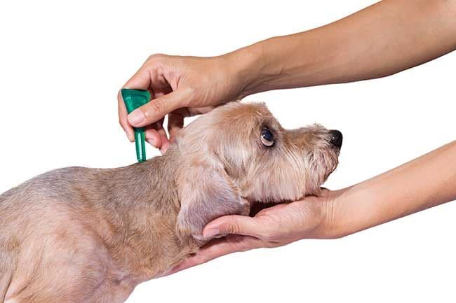 Qué son las pipetas para perros y cuando utilizarlas