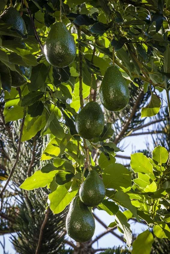 arbol aguacate