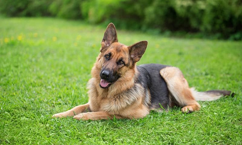 razas de perros para ninos pastor aleman 9