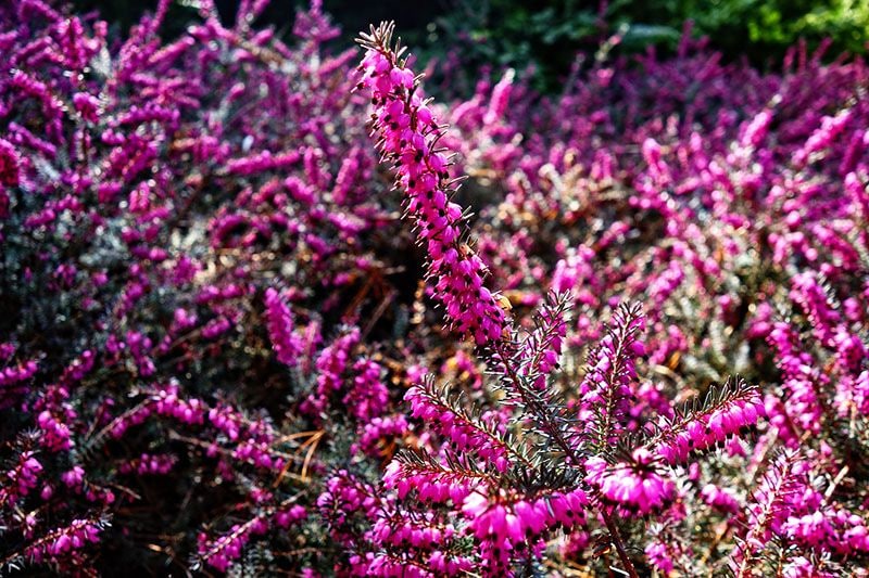 cuidados brezo rosa 4