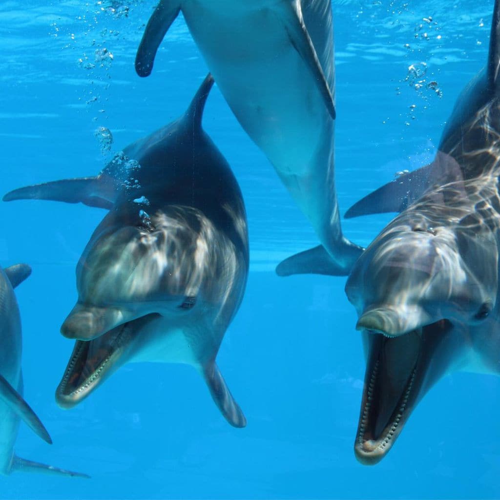 ba arse con delfines en zoomarine algarve portugal 