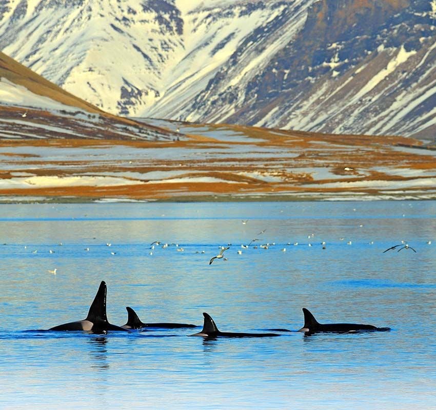 Avistamiento de ballenas en Islandia