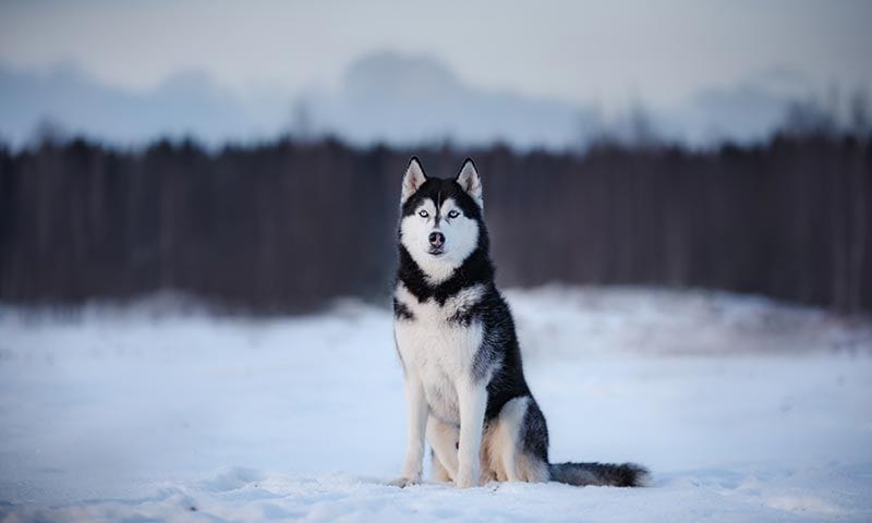 husky