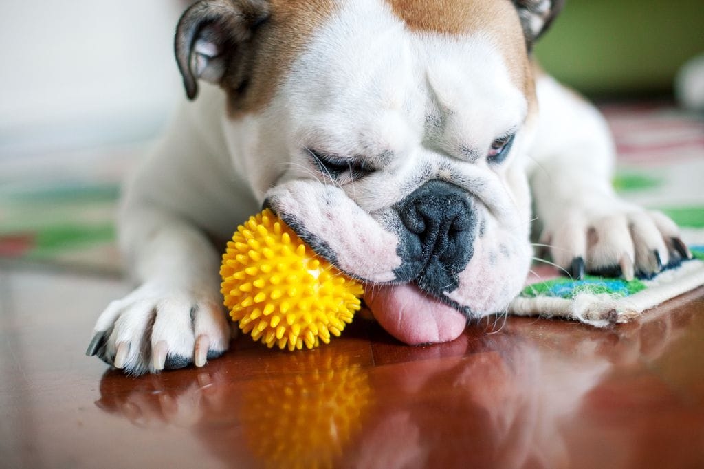 Perro jugando con una pelota