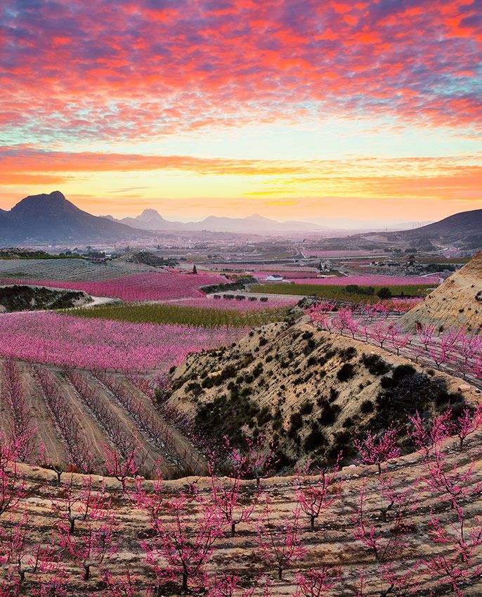 murcia Floracion Cieza