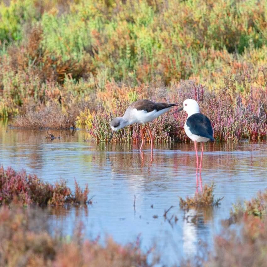 Aves en las marismas de Isla Cristina.