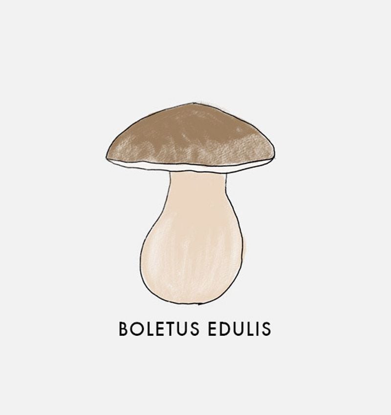 boletus edulis