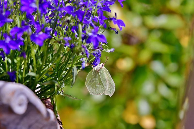 cuidados lobelia 02a