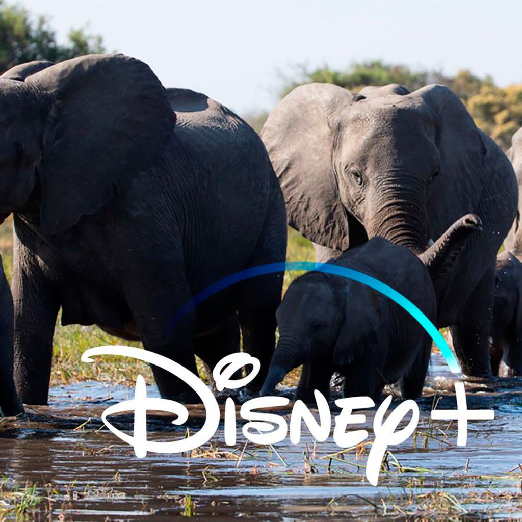 elephant disney 