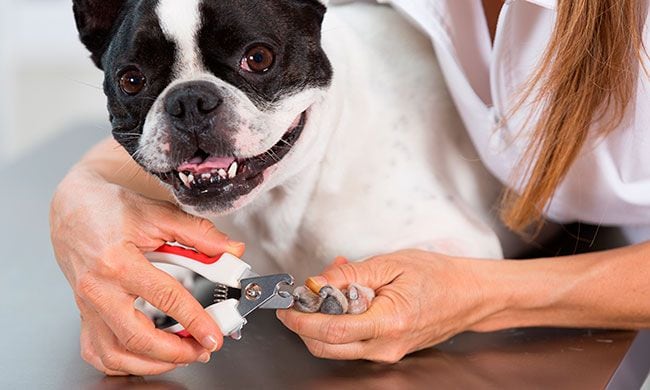 perro en el veterinario