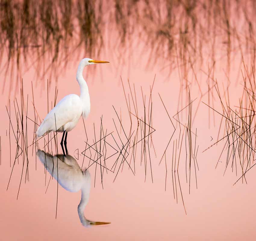 Parque Nacional de Everglades, Estados Unidos