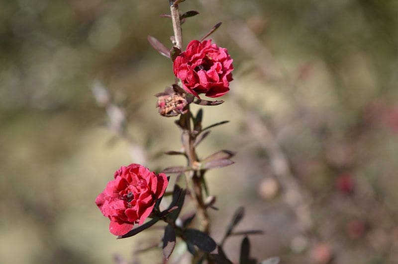 cultivo leptospermum 9