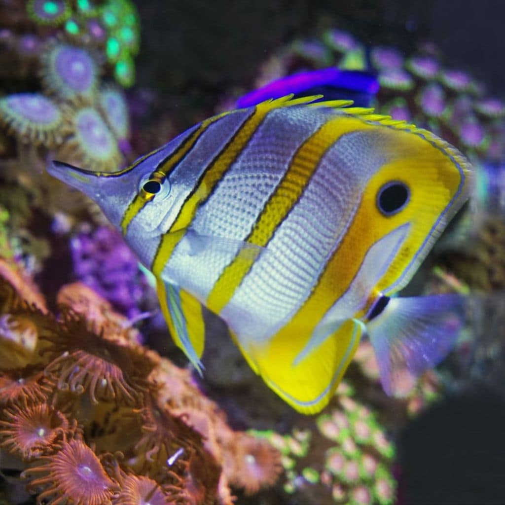 echarse a la mar sin dejar de tocar tierra