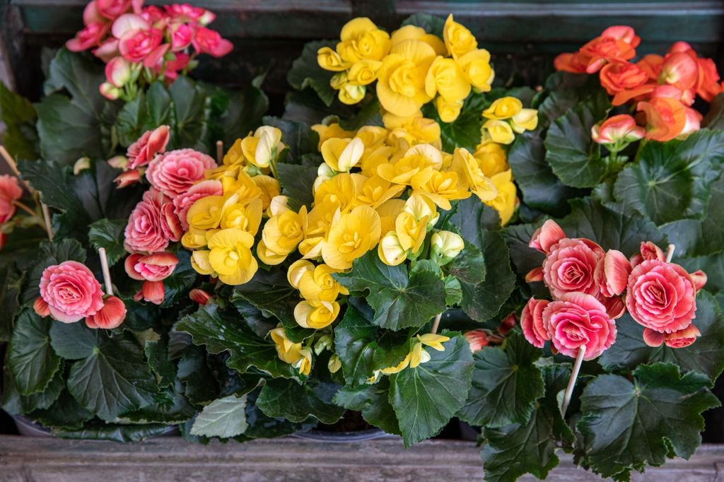 Begonias con flores de varios colores