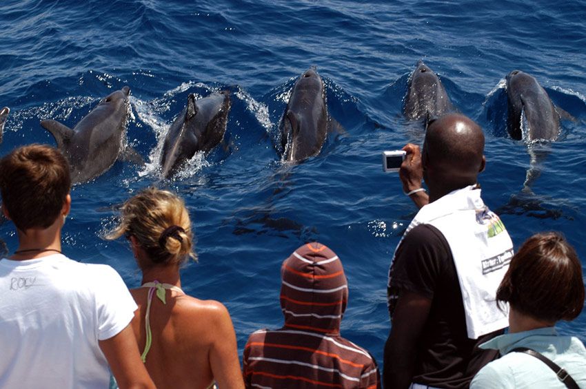 spirit-avistar-delfines-canarias