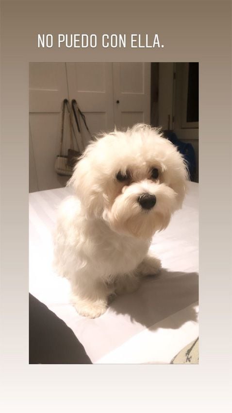 La nueva mascota de Iker Casillas y Sara Carbonero