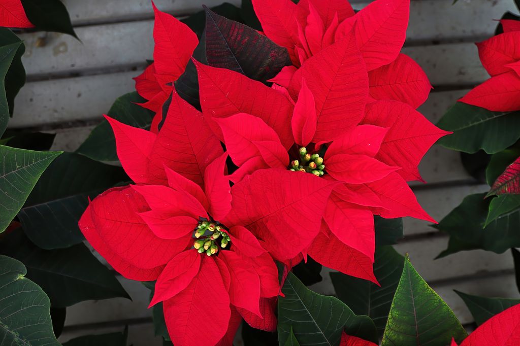 Una flor de Pascua de hojas rojas