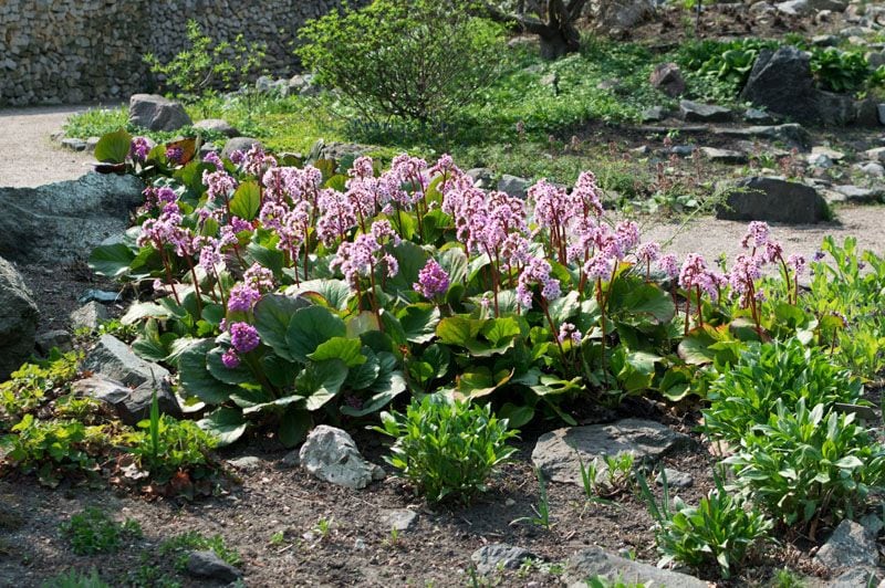 cultivo hortensia invierno bergenia hola decoracion 04