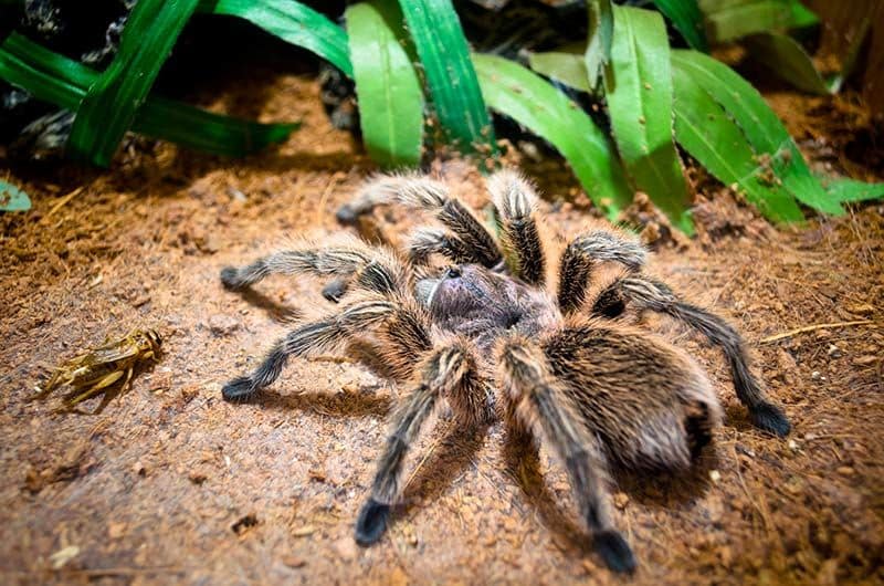 06 tener tarantula como mascota