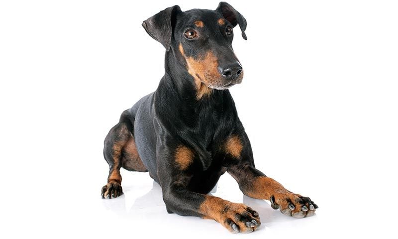 manchester terrier